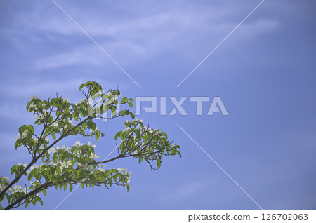 山茱萸在田裡開花 126702063