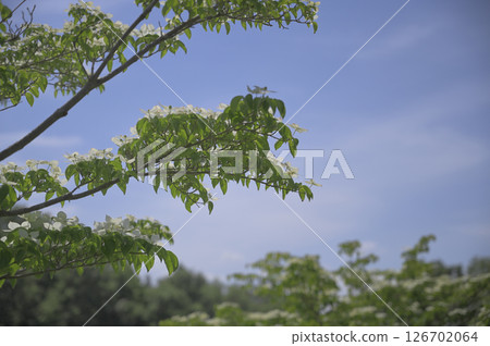 Cornus flowering in the field 126702064