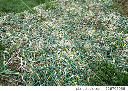 A large amount of green onion residue A large amount of green onion residue 126702066