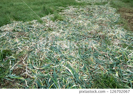 A large amount of green onion residue A large amount of green onion residue 126702067