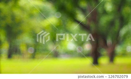 a blurred photo of a green park or forest scene, with soft focus on trees and grass. It has a peaceful, dreamy atmosphere a blurred photo of a green park or forest scene, with soft focus on trees and grass. It has a peaceful, dreamy atmosphere 126702079