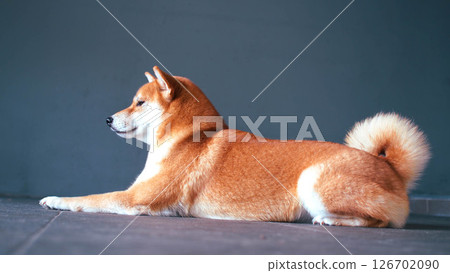 a Shiba Inu in a regal, relaxed pose against a plain background 126702090