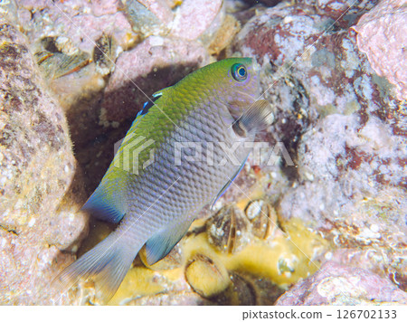 一隻美麗的幼年雀鯛（雀鯛科）。 Hirizohama Nakagi 南伊豆鎮 伊豆半島 靜岡縣 2024 126702133