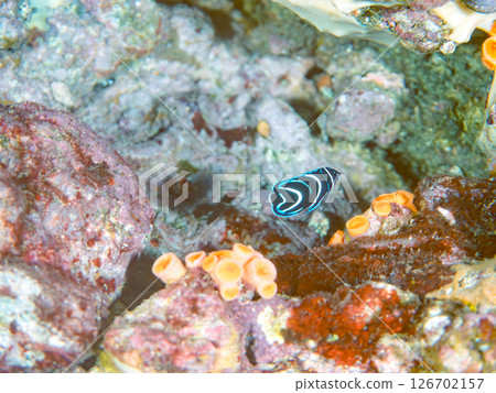 Beautiful juvenile angelfish (Philadelphidae) and others. Hirizohama Nakagi Minamiizu Town Izu Peninsula Shizuoka Prefecture 2024 126702157