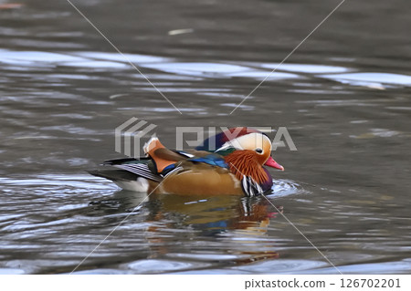 A male mandarin duck gracefully swimming in a pond 126702201
