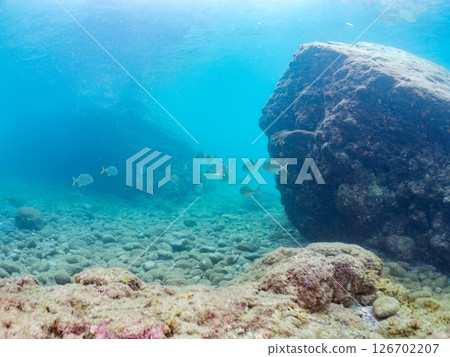 A beautiful school of silver-stripe trevally (Carangidae) attacking a school of silver-stripe round herring. Hirizohama Nakagi Minamiizu Town Izu Peninsula Shizuoka Prefecture 2024 126702207