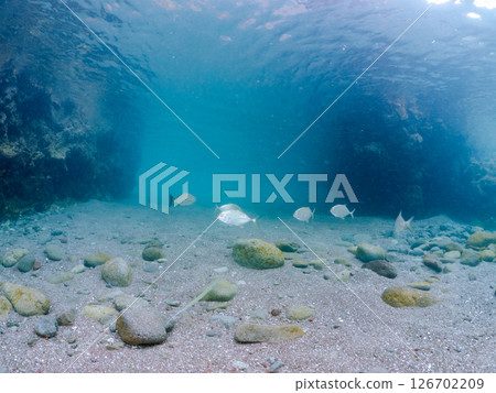 A beautiful school of silver-stripe trevally (Carangidae) attacking a school of silver-stripe round herring. Hirizohama Nakagi Minamiizu Town Izu Peninsula Shizuoka Prefecture 2024 126702209