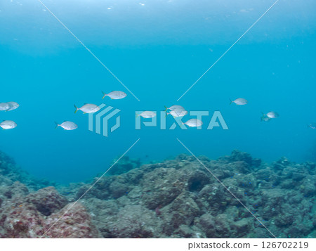 一群美麗的黃鰭鰺（鰺科）正在攻擊一群銀紋圓鯡魚。 Hirizohama Nakagi 南伊豆鎮 伊豆半島 靜岡縣 2024 126702219