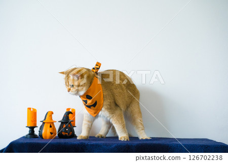 close up gold british cat with wearing pumpkin halloween concept 126702238
