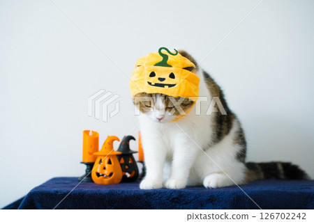 close up scottish cat with wearing pumpkin halloween concept 126702242