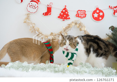 winter holiday and cat concept with 2 cat wear silk scarf and play with pine and christmas tree decorate background 126702271