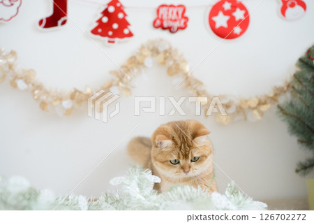 winter holiday and cat concept with british cat wear silk scarf and play with pine and christmas tree decorate background winter holiday and cat concept with british cat wear silk scarf and play with pine and christmas tree decorate background 126702272