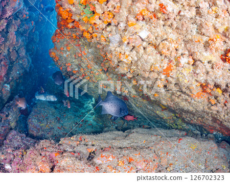 A school of scorpionfish, Japanese scorpionfish, and other pufferfish in an underwater cave. Nakagi Hirizo Beach, Minamiizu-cho, Kamo-gun, Izu Peninsula, 2024 126702323