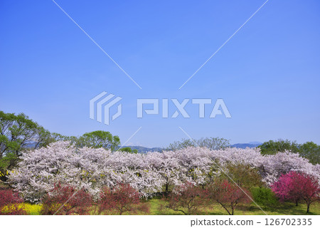 千曲川公園的櫻花 126702335