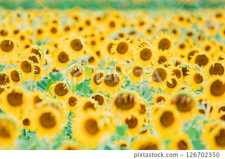 <安曇野>新村向日葵田:松本大學正門旁的向日葵田 <安曇野>新村向日葵田:松本大學正門旁的向日葵田 126702350