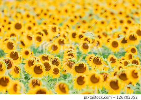 <Azumino> Shinmura Sunflower Field: Sunflower field next to the main gate of Matsumoto University 126702352