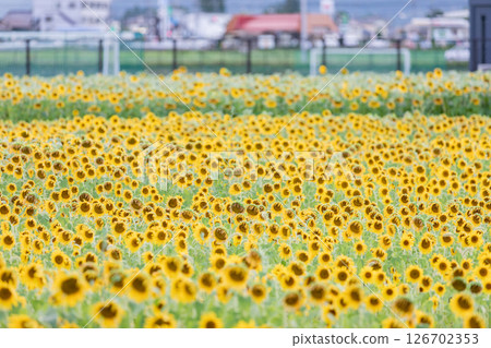 <Azumino> Shinmura Sunflower Field: Sunflower field next to the main gate of Matsumoto University 126702353