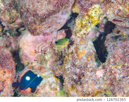 A juvenile blue-spotted damselfish as beautiful as a starry sky. Nakagi Hirizo Beach, Minamiizu-cho, Kamo-gun, Izu Peninsula, Shizuoka Prefecture 2024 A juvenile blue-spotted damselfish as beautiful as a starry sky. Nakagi Hirizo Beach, Minamiizu-cho, Kamo-gun, Izu Peninsula, Shizuoka Prefecture 2024 126702365