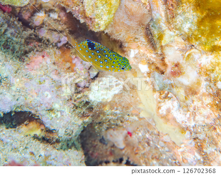A juvenile blue-spotted damselfish as beautiful as a starry sky. Nakagi Hirizo Beach, Minamiizu-cho, Kamo-gun, Izu Peninsula, Shizuoka Prefecture 2024 126702368