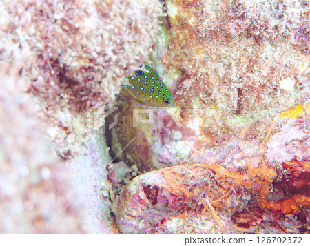 A juvenile blue-spotted damselfish as beautiful as a starry sky. Nakagi Hirizo Beach, Minamiizu-cho, Kamo-gun, Izu Peninsula, Shizuoka Prefecture 2024 126702372