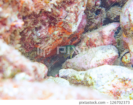 A juvenile blue-spotted damselfish as beautiful as a starry sky. Nakagi Hirizo Beach, Minamiizu-cho, Kamo-gun, Izu Peninsula, Shizuoka Prefecture 2024 126702373