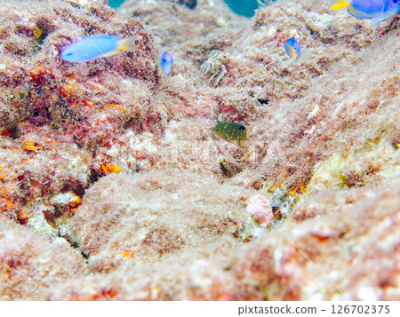 A juvenile blue-spotted damselfish as beautiful as a starry sky. Nakagi Hirizo Beach, Minamiizu-cho, Kamo-gun, Izu Peninsula, Shizuoka Prefecture 2024 126702375