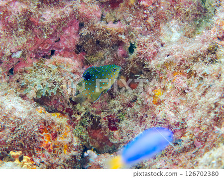 A juvenile blue-spotted damselfish as beautiful as a starry sky. Nakagi Hirizo Beach, Minamiizu-cho, Kamo-gun, Izu Peninsula, Shizuoka Prefecture 2024 126702380