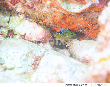 A juvenile blue-spotted damselfish as beautiful as a starry sky. Nakagi Hirizo Beach, Minamiizu-cho, Kamo-gun, Izu Peninsula, Shizuoka Prefecture 2024 A juvenile blue-spotted damselfish as beautiful as a starry sky. Nakagi Hirizo Beach, Minamiizu-cho, Kamo-gun, Izu Peninsula, Shizuoka Prefecture 2024 126702385
