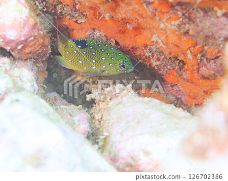 A juvenile blue-spotted damselfish as beautiful as a starry sky. Nakagi Hirizo Beach, Minamiizu-cho, Kamo-gun, Izu Peninsula, Shizuoka Prefecture 2024 126702386