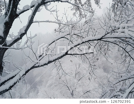 Snow-covered branches of trees in a winter landscape. The scene is serene and quiet, with a thick layer of snow blanketing the ground and trees. 126702391