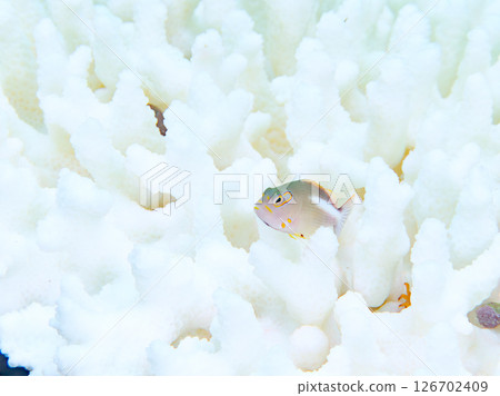 Bleached corals and cute juvenile spectacled goatfish, etc. Hirizohama Nakagi Minamiizu Town Izu Peninsula Shizuoka Prefecture 2024 126702409