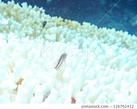 Bleached corals and cute juvenile spectacled goatfish, etc. Hirizohama Nakagi Minamiizu Town Izu Peninsula Shizuoka Prefecture 2024 126702412