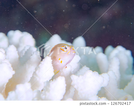 白化的珊瑚和可愛的眼鏡鯢幼魚等。 伊豆半島靜岡縣南伊豆町廣島中木 2024 126702417