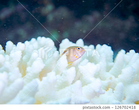 Bleached corals and cute juvenile spectacled goatfish, etc. Hirizohama Nakagi Minamiizu Town Izu Peninsula Shizuoka Prefecture 2024 126702418