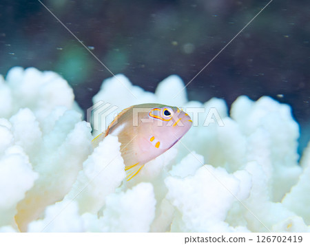 Bleached corals and cute juvenile spectacled goatfish, etc. Hirizohama Nakagi Minamiizu Town Izu Peninsula Shizuoka Prefecture 2024 126702419