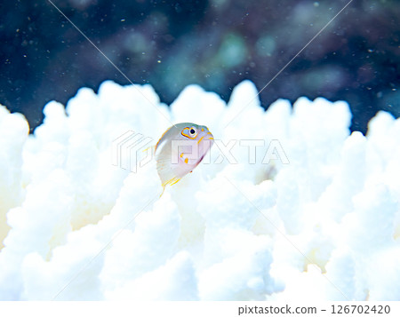 Bleached corals and cute juvenile spectacled goatfish, etc. Hirizohama Nakagi Minamiizu Town Izu Peninsula Shizuoka Prefecture 2024 126702420