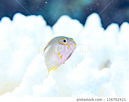 Bleached corals and cute juvenile spectacled goatfish, etc. Hirizohama Nakagi Minamiizu Town Izu Peninsula Shizuoka Prefecture 2024 126702421