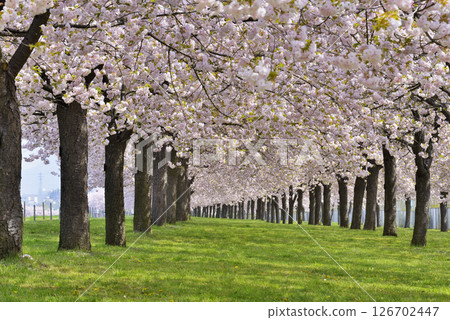 不要使用櫻花樹 126702447