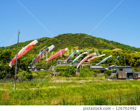 鯉魚旗在清新綠意的襯托下隨風飄揚 126702492