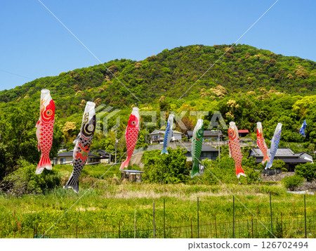 鯉魚旗在清新綠意的襯托下隨風飄揚 鯉魚旗在清新綠意的襯托下隨風飄揚 126702494