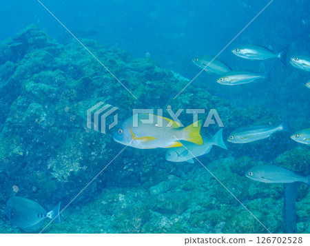 Beautiful schools of snappers, barracudas, grunts and other fish, Hirizohama Nakagi Minamiizu Town Izu Peninsula Shizuoka Prefecture 2024 Beautiful schools of snappers, barracudas, grunts and other fish, Hirizohama Nakagi Minamiizu Town Izu Peninsula Shizuoka Prefecture 2024 126702528