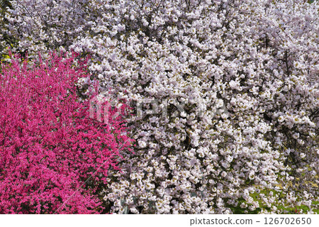 重瓣櫻花和梅花 重瓣櫻花和梅花 126702650
