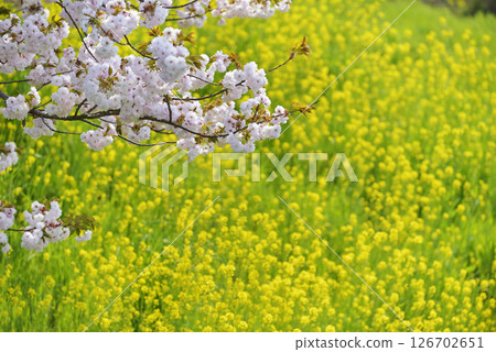 Yaezakura和油菜花 126702651