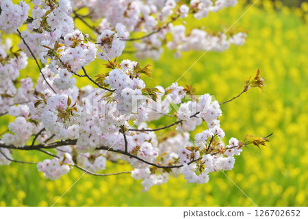 Yaezakura和油菜花 126702652