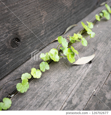 Wood grain and green leaves Wood grain and green leaves 126702677
