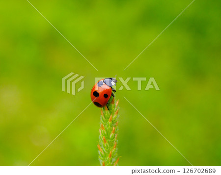 草地上的七星瓢蟲 草地上的七星瓢蟲 126702689
