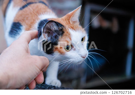 Beautiful cats, guardians of the port. Hirizohama Nakagi Minamiizu Town Izu Peninsula Shizuoka Prefecture 2024 126702716