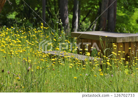 桌子和長凳 126702733