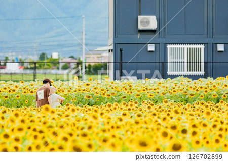 <安曇野> 一對情侶在新村的向日葵田裡玩耍 <安曇野> 一對情侶在新村的向日葵田裡玩耍 126702899