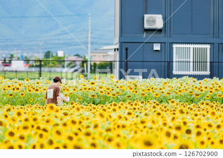 <安曇野> 一對情侶在新村的向日葵田裡玩耍 <安曇野> 一對情侶在新村的向日葵田裡玩耍 126702900
